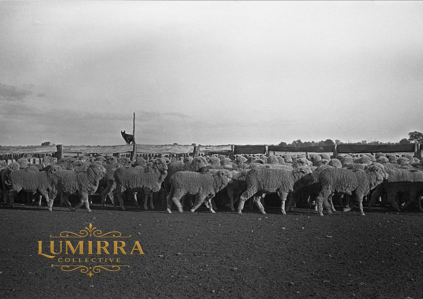 Merino, Victoria, Australia