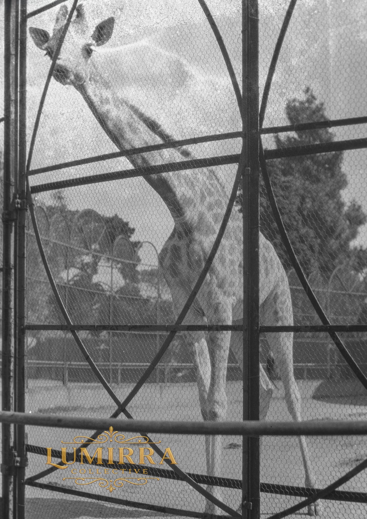 Giraffe, Melbourne, Australia