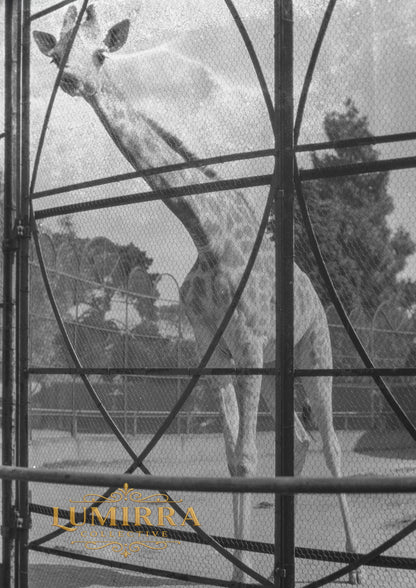 Giraffe, Melbourne, Australia
