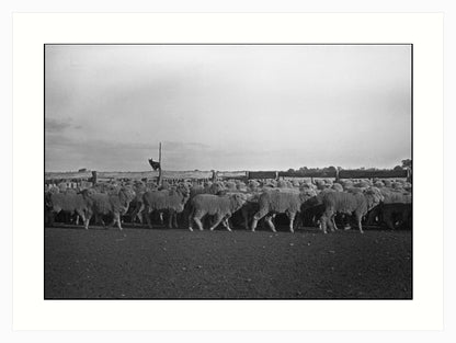 Merino, Victoria, Australia