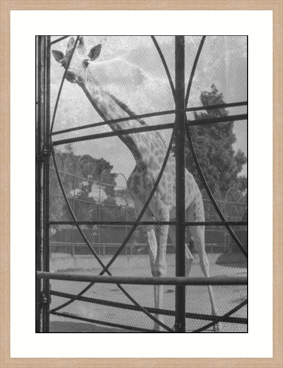 Giraffe, Melbourne, Australia