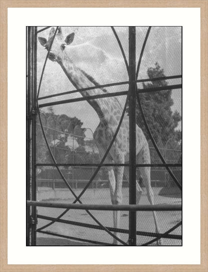 Giraffe, Melbourne, Australia