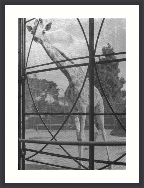 Giraffe, Melbourne, Australia