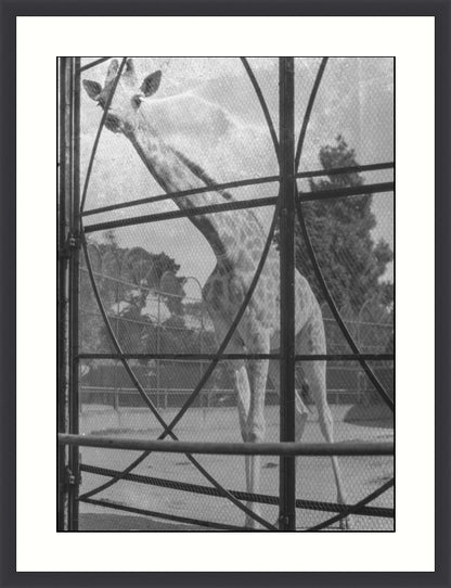 Giraffe, Melbourne, Australia