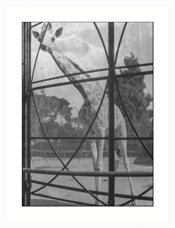 Giraffe, Melbourne, Australia