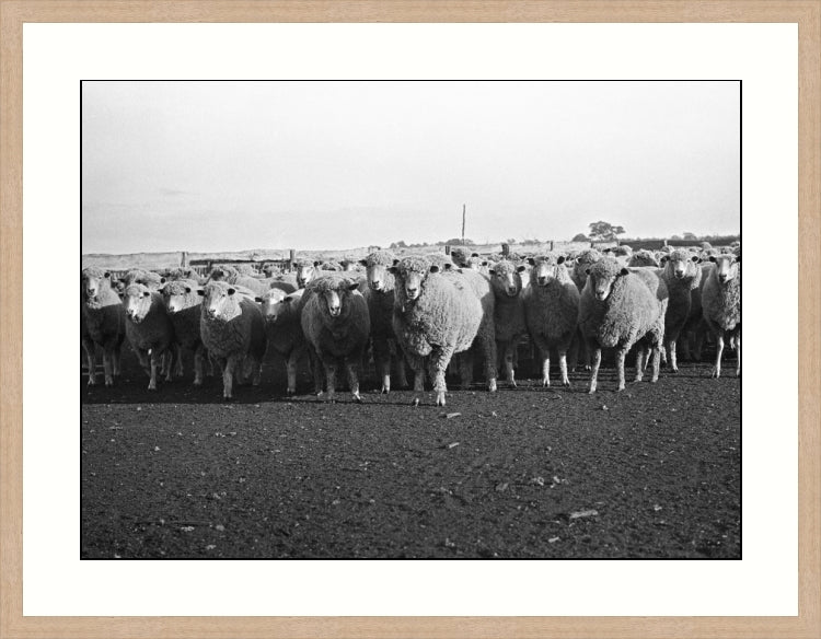 Riding on the sheeps back, Victoria, Australia