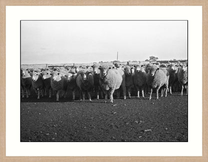 Riding on the sheeps back, Victoria, Australia