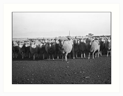 Riding on the sheeps back, Victoria, Australia