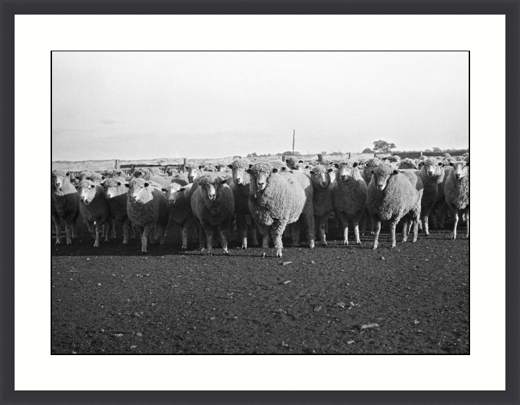 Riding on the sheeps back, Victoria, Australia