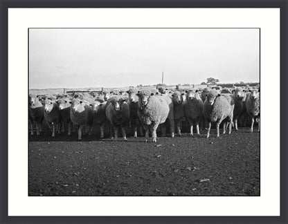 Riding on the sheeps back, Victoria, Australia