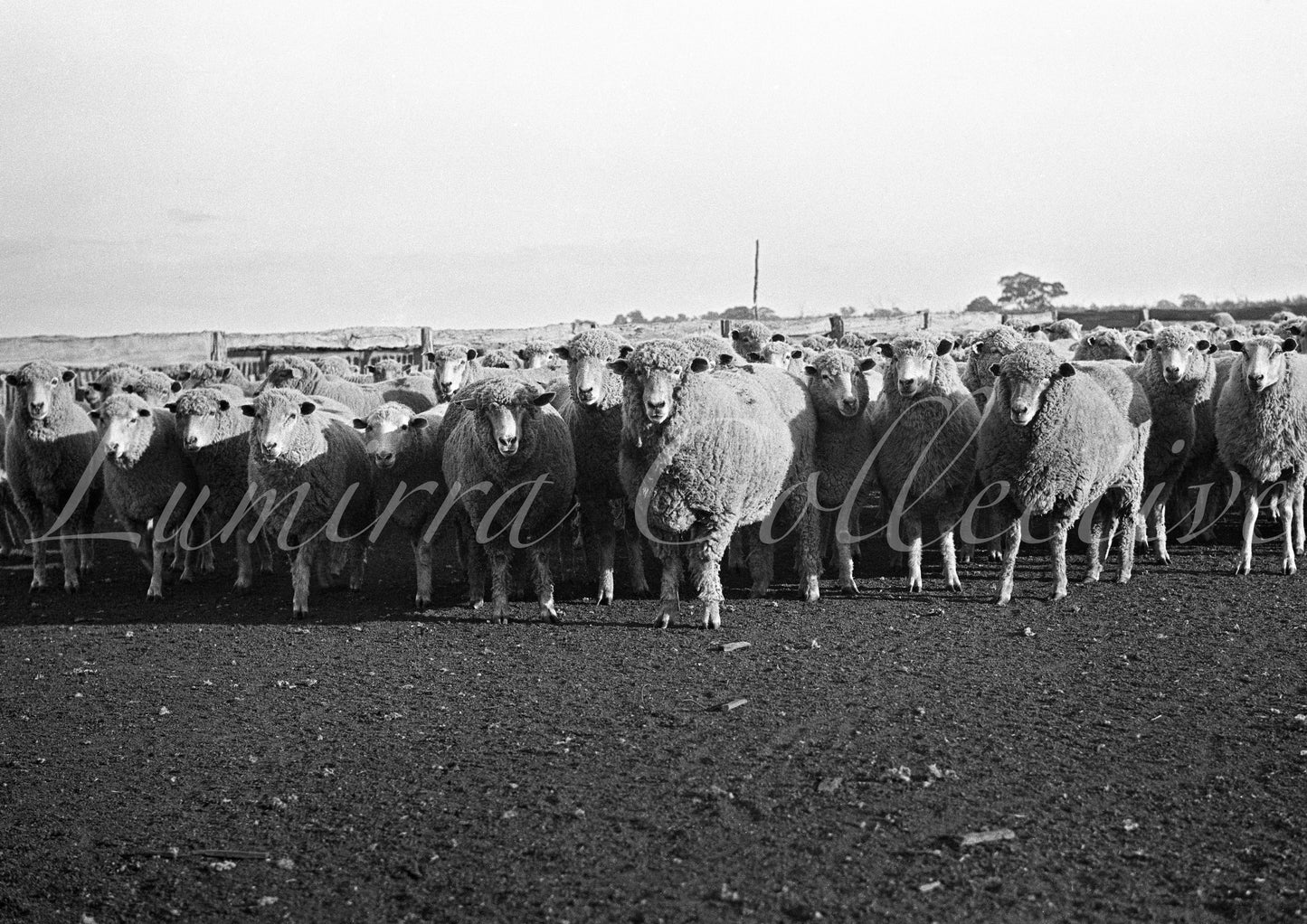Riding on the sheeps back, Victoria, Australia