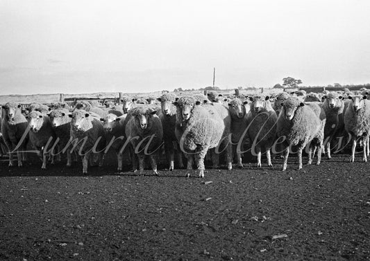 Riding on the sheeps back, Victoria, Australia